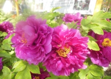 牡丹 花 (32814条结果)