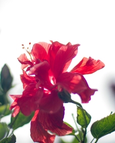红色扶桑花图片