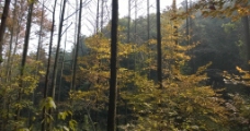 森林之秋图片
