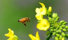 蜜蜂采蜜图图片
