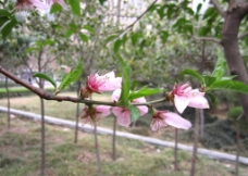 春姿桃花图片