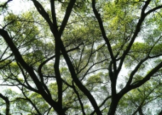 榕树 树荫图片