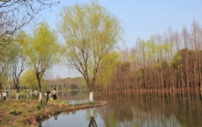 上海世纪公园春色图片