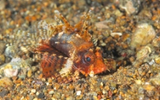 蝎子鱼图片
