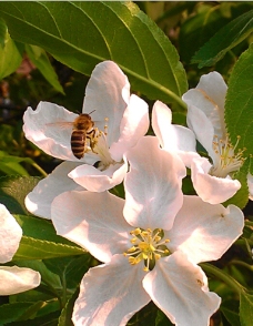蜂采蜜图片