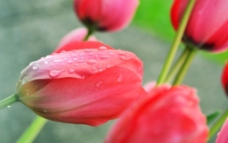 spring郁金香图片