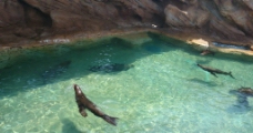 出水芙蓉的海狮图片