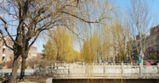 春天河边渐绿的柳树图片