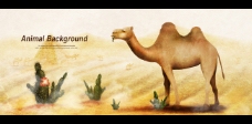 骆驼插画海报