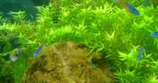海底绿色植物图片