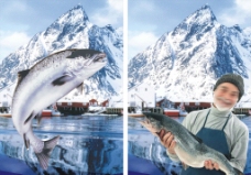 挪威三文鱼图片