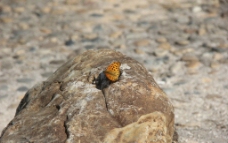 石头与蝴蝶图片