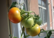 生长中的西红柿图片