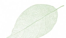 绿色叶子叶子纹理叶脉图片