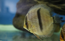 黑格尔热带鱼图片