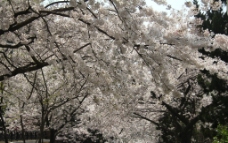 樱花摄影图片