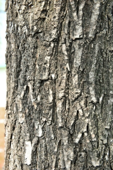 高清树皮材质图片