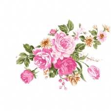 鲜花插画玫瑰高清大图png素材