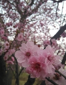 春暖花开图片