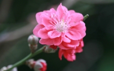 红桃花图片