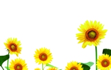 景观设计向日葵背景图图片