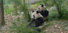 熊猫动物图片