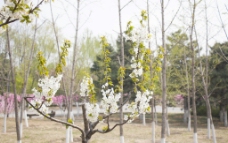 樱花 梨花图片
