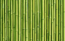 绿色叶子竹子图片