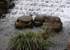 石龟图片
