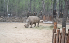非洲犀牛高清图图片