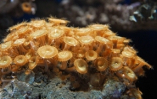 纽扣珊瑚图片