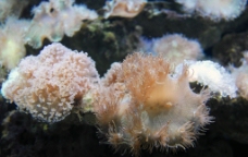 尼罗河珊瑚图片