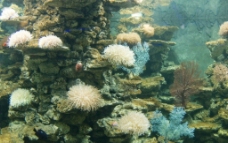 海葵 珊瑚图片