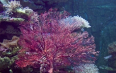 红海树 珊瑚图片