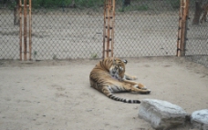 野生动物园老虎图片