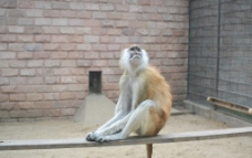 野生动物园猴子图片