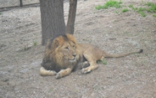野生动物园狮子图片
