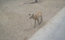 野生动物园鹿图片