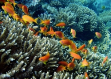 珊瑚 海鱼图片