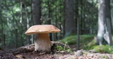 牛肝菌蘑菇图片