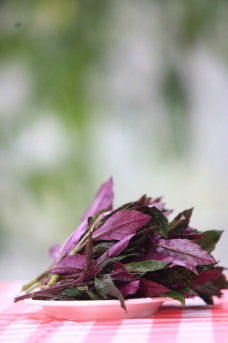 观音菜 紫背天葵图片