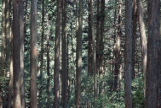 森林写照图片