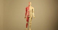 人体模型中医人体穴位模型实拍