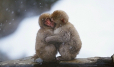 有爱猴子monkey图片