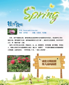 spring牡丹展板图片