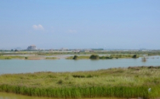 黄河湿地图片