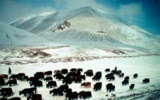 西藏风光高清图图片