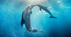 海底 海豚图片