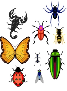 昆虫图片