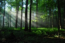 森林里的光